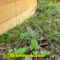 /home//u458753944/public_html/sourcegallery//Frogs/More bullfrogs/P8150220.JPG